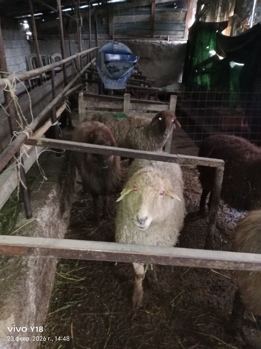 Қой сатамын семіз