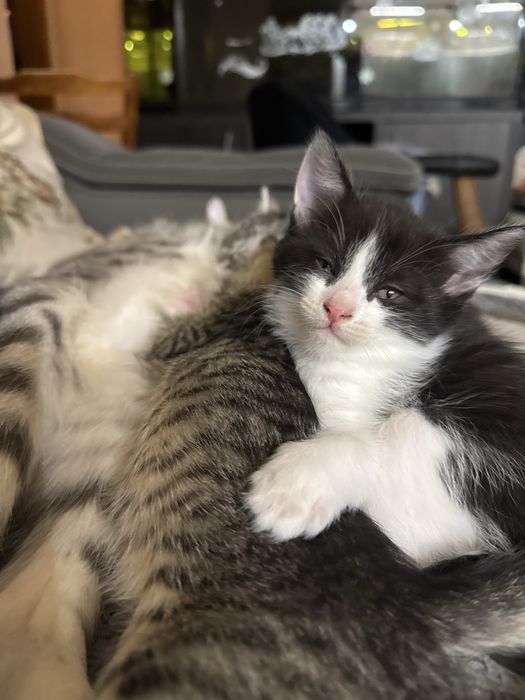 Отдам котят в хорошие руки