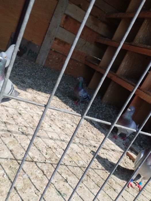 Vand porumbei Voiajori.