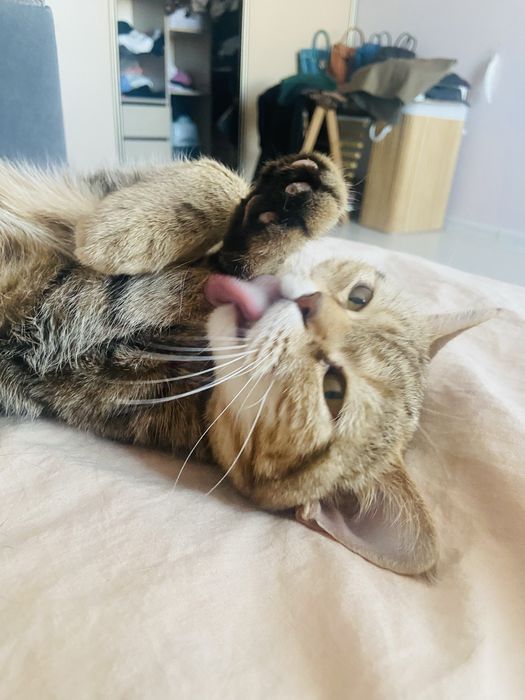 Кошечка ищет дом