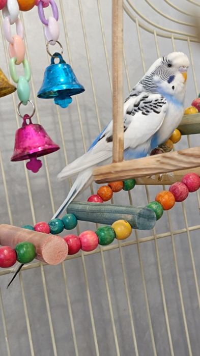 Волнистые попугаи