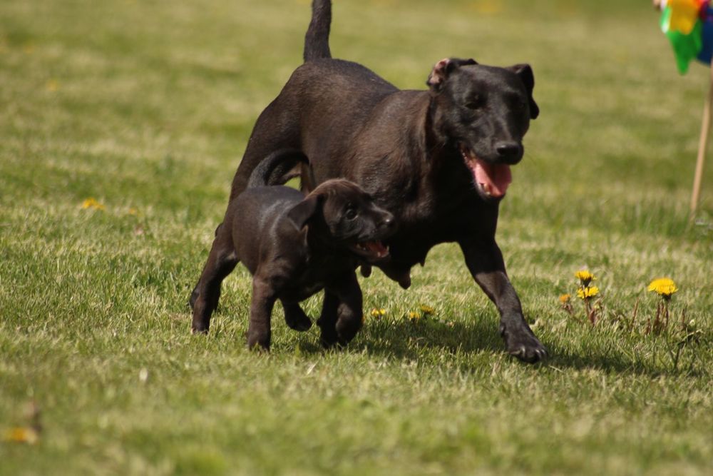 Femelute paterdale terrier