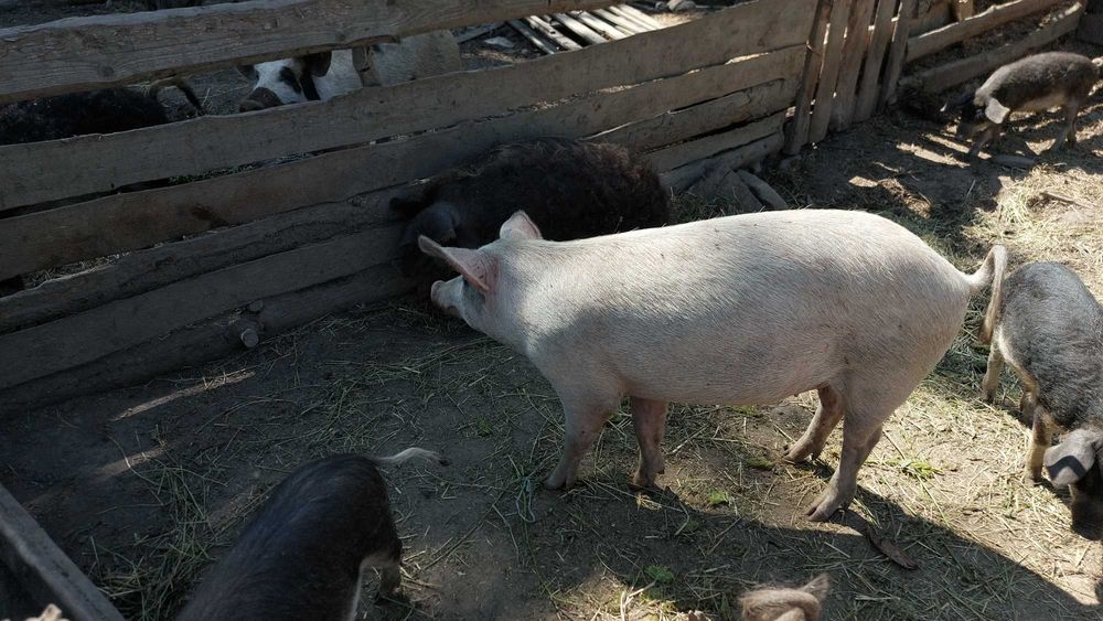 Продават се прасенца или отделни животни!