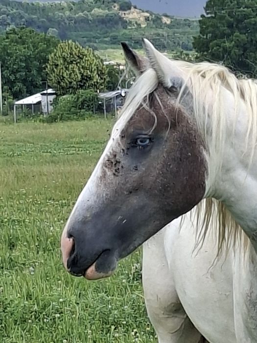 Vând cârlan de 2 ani si jumate forte cuminte
