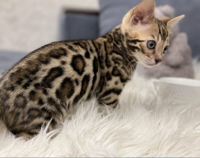 Вязка Бенгал чистокровный