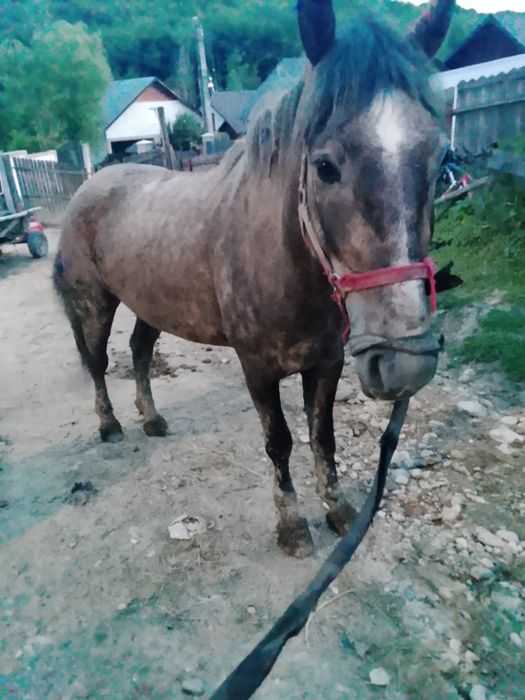 iapa de vânzare  3 ani