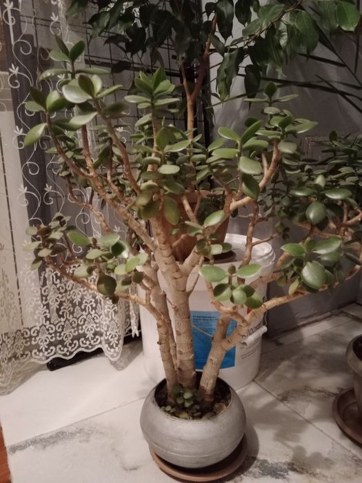 Комнатные цветы. !