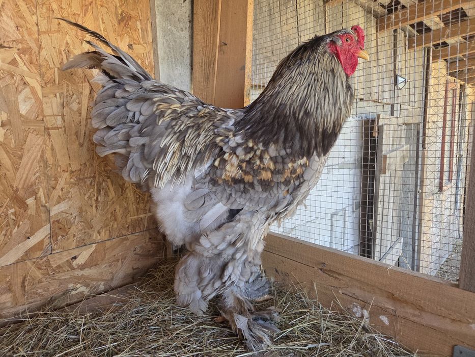 Cocosi brahma de vanzare