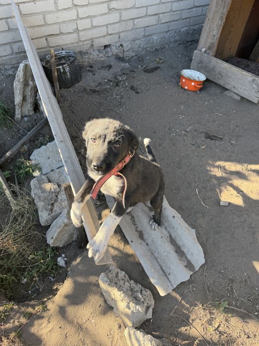 Мальчик щенок на цепи