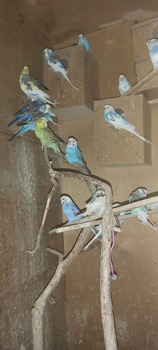 Qushlar sotlad chiroyli