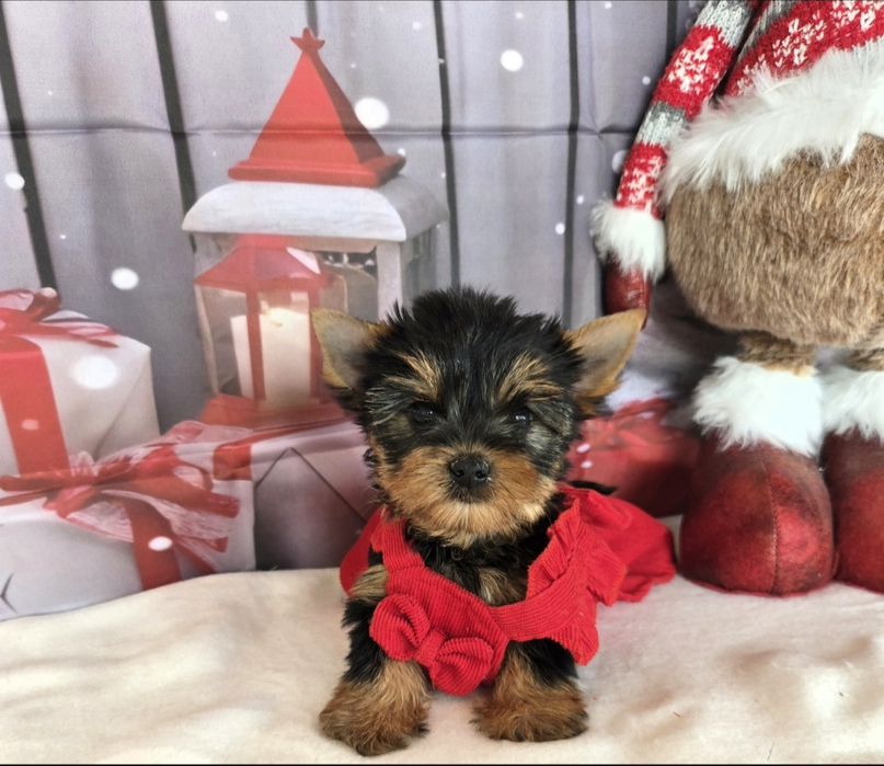 Йоркширски териер ,Йорки мини