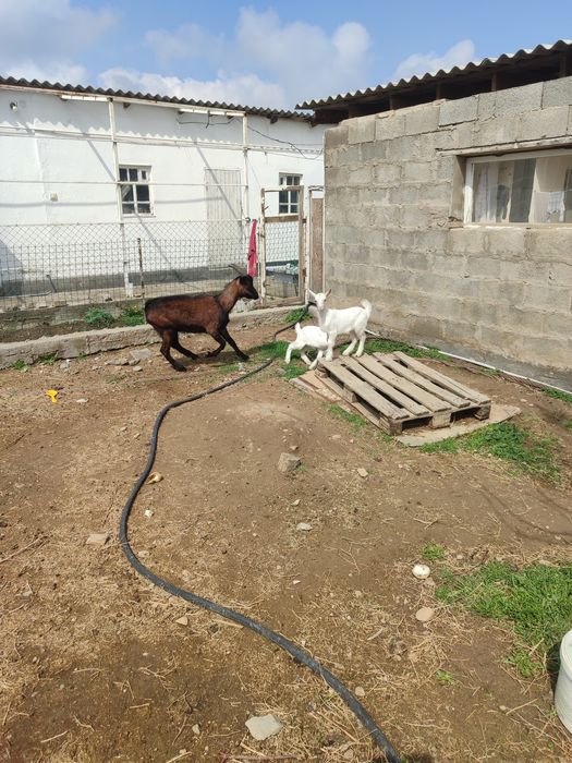 Козел альпийской породы