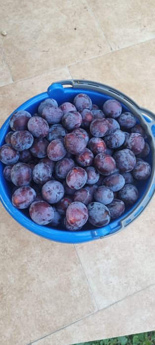 Prune roși pentru țuică