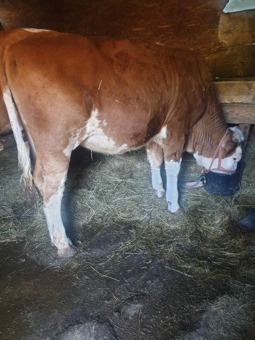 Juninca in varsta de  15  luni frumoasa ingrijita in jur de 350-400 kg