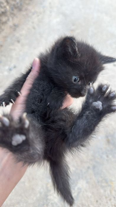 Отдам котят в хорошие. руки