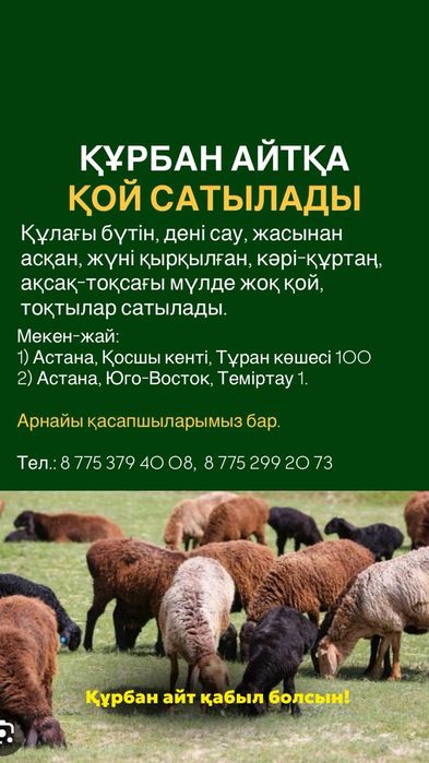 Жұмада құрбандыққа қой,тоқты сатылады