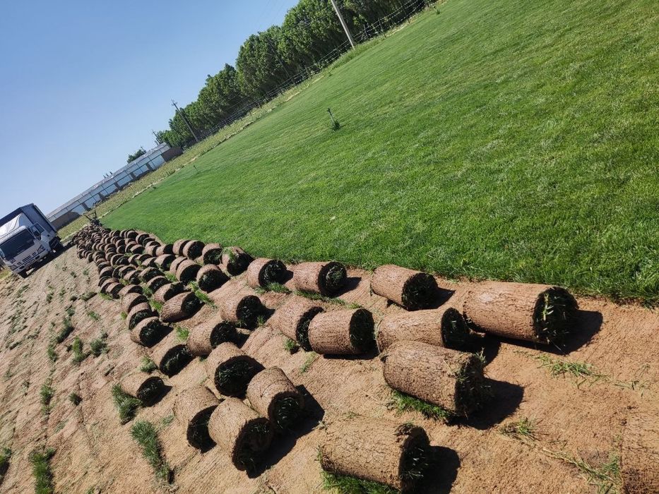 Tayyor rulonli gazon