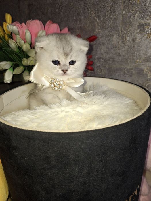 Эти глазки ищут свой дом 
Шиншилла фолд
Бронь открыта — Direct 
Ши