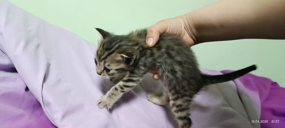 Британские котята