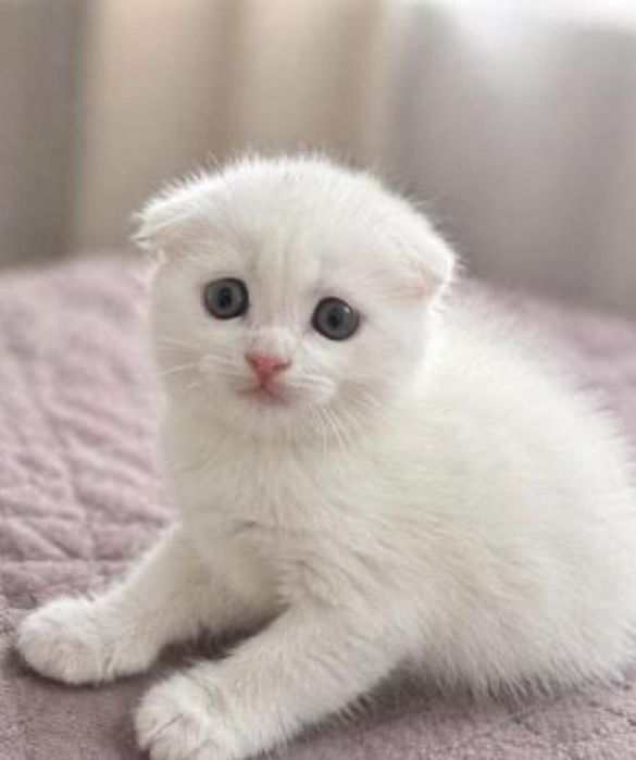 Продаютс котята британцы
