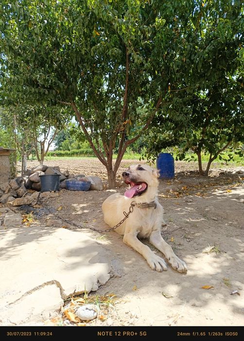 Alabay 6 oylik (Kavkazisky)