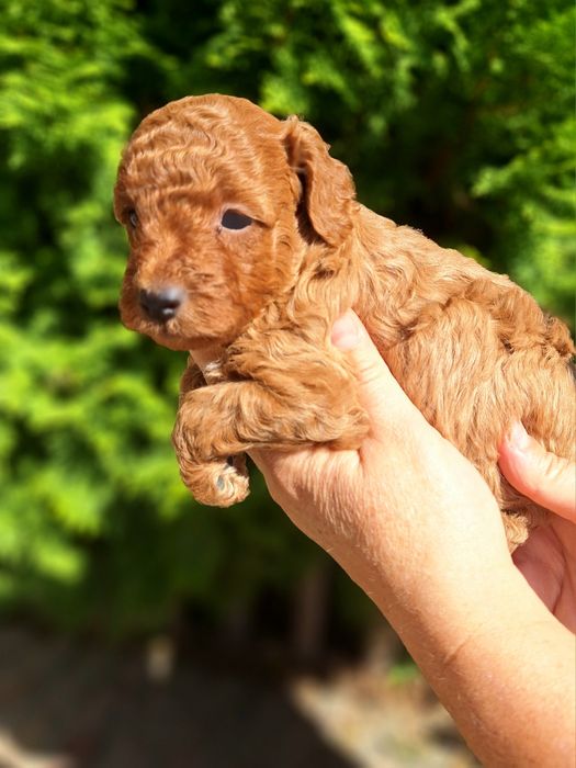Pudel/Caniche mascul