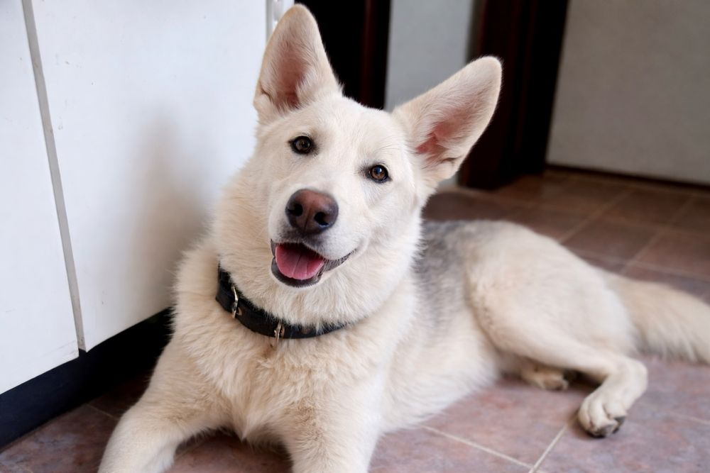 Собака с идеальным характером — Хасандра