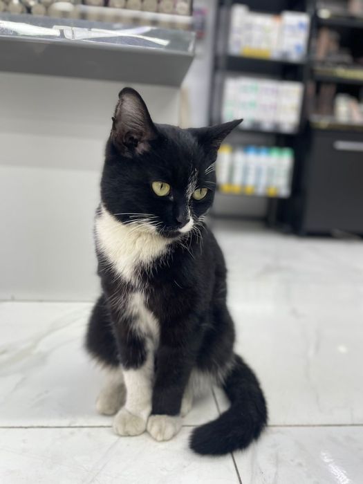 Отдам даром котёнка (кот)