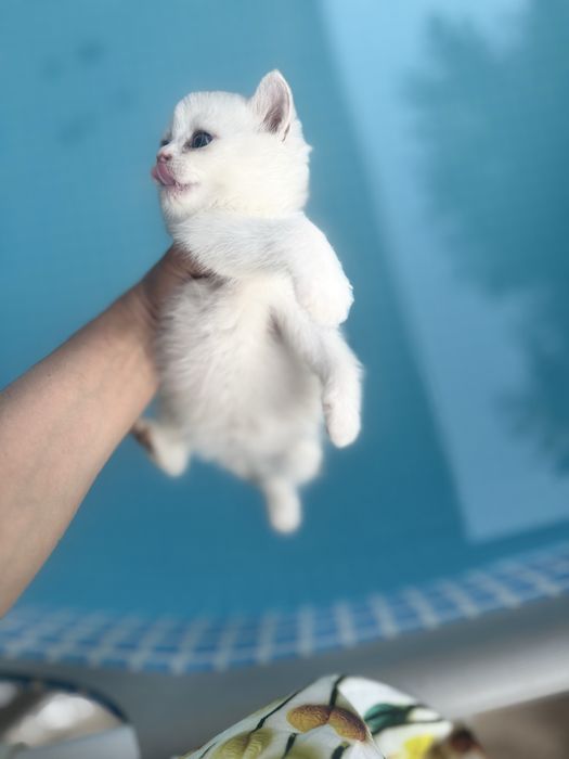 Чистокровные британская шиншила вокрас золота и серебро. ВЯЗКА