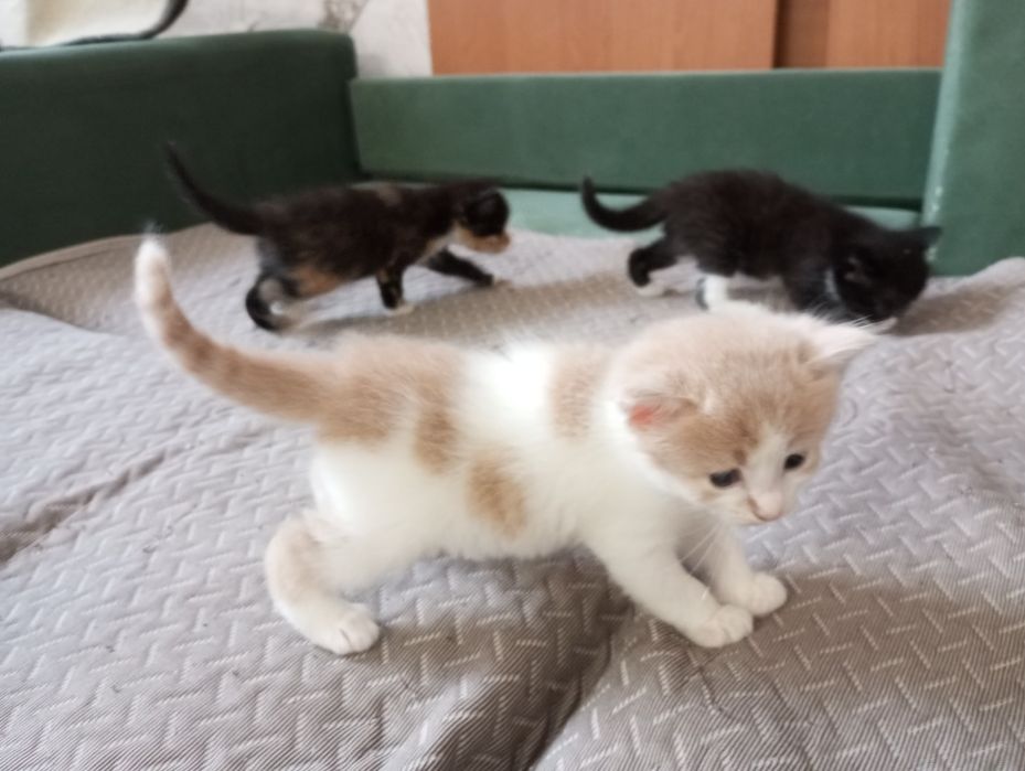 Отдам котят в добрые руки