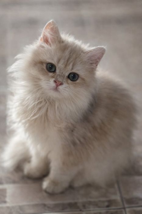 British longhair cu pedigree