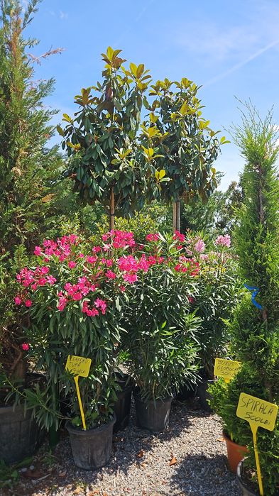 Leandru tufa sau copac superb plin de flori