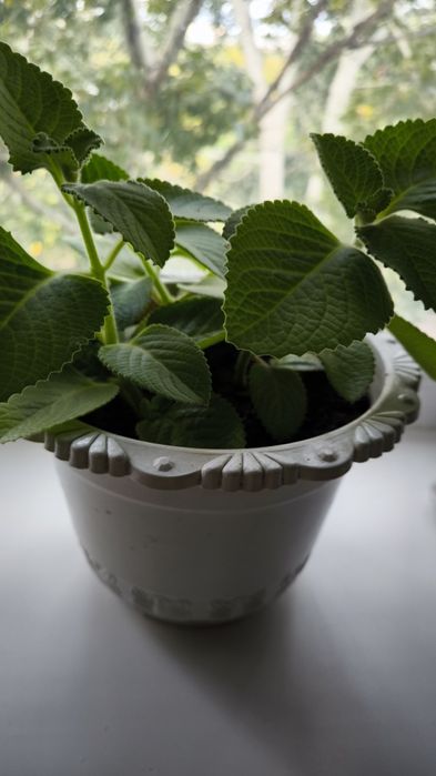 Мята комнатная , Плектрантус