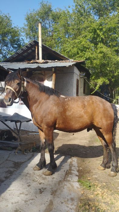 Продам каня мерен