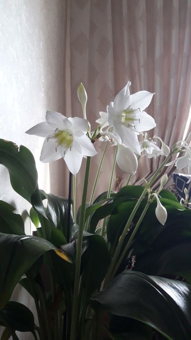 Домашний цветок красивый