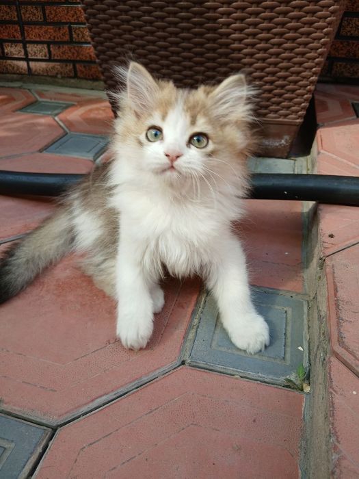 Onasi fold Otasi hayland shinshila  shulani bollalari sotuvda,ogil