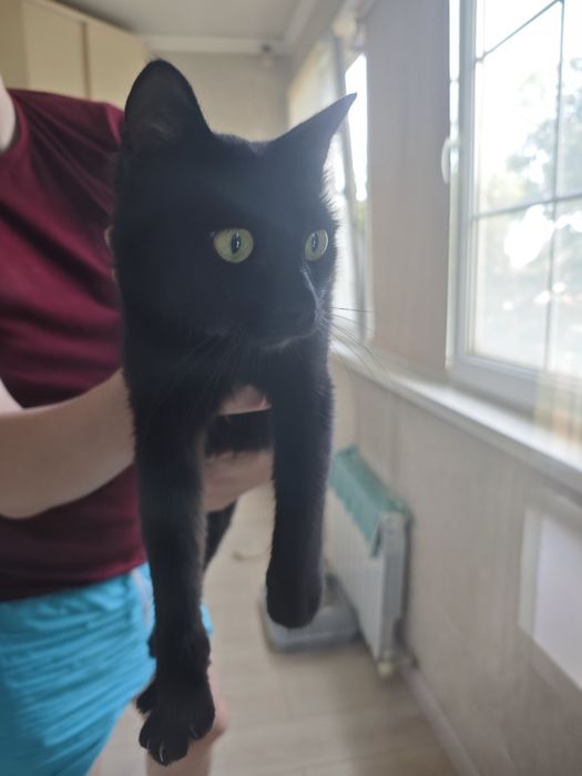 Черная кошечка ищет дом