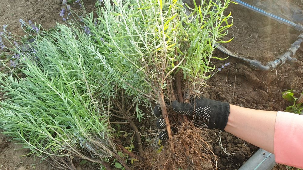 Butasi lavanda in București - frumoși