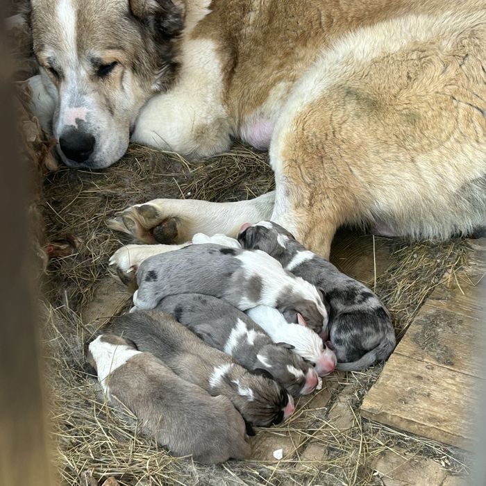 Продается щенки чемпионский линий