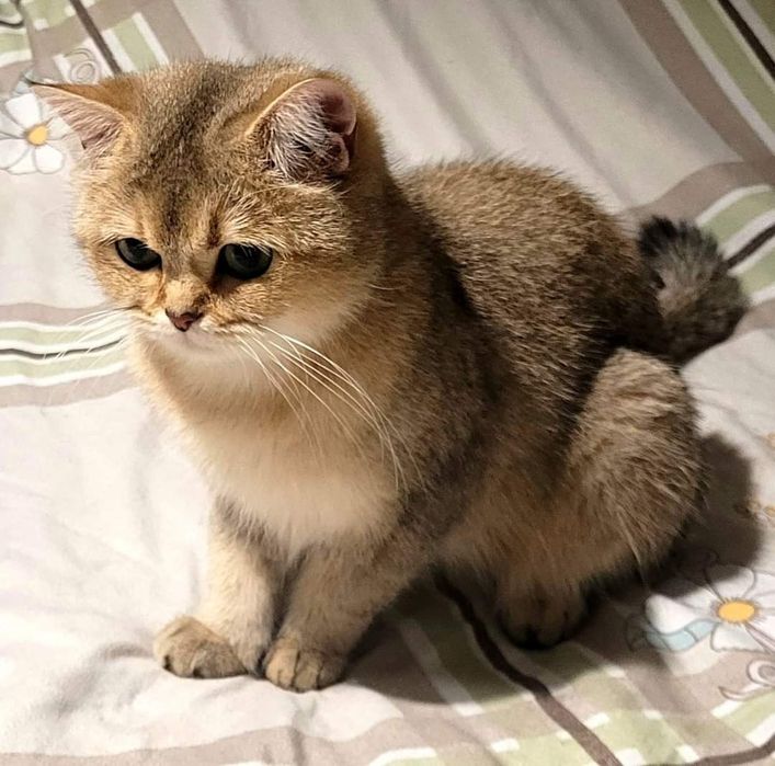 Donez British Shorthair cu Pedigree