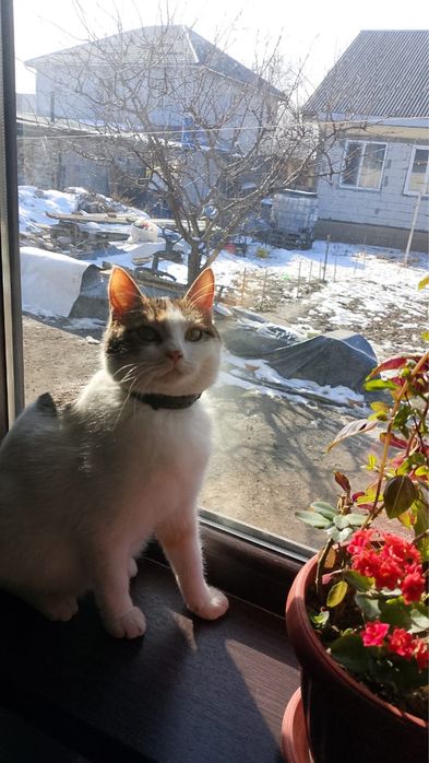 Продам кошку трехцветка