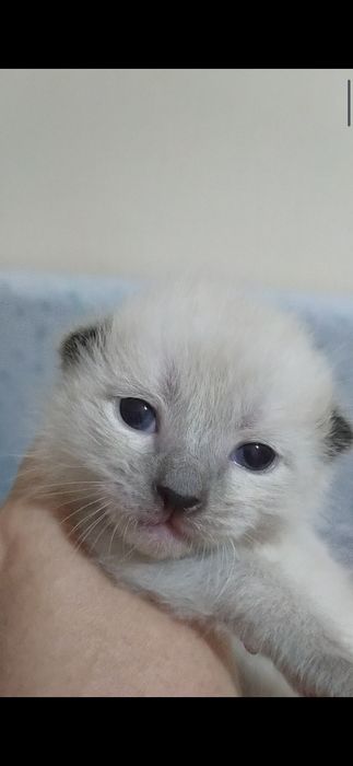 Недорого котята.