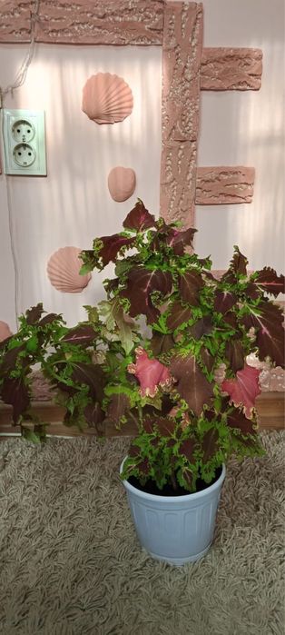 Комнатные цветы и растения