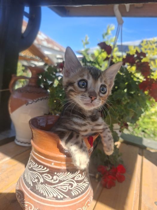 Pui bengal - Felisa Lady Daiana