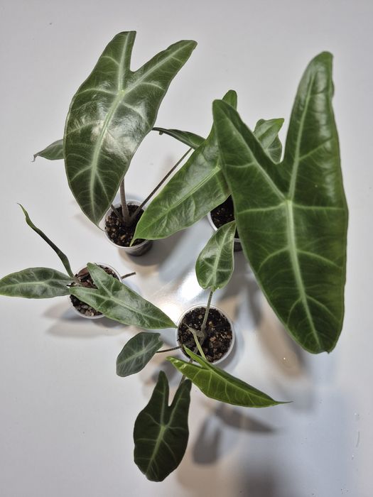 Комнатные цветы для дома