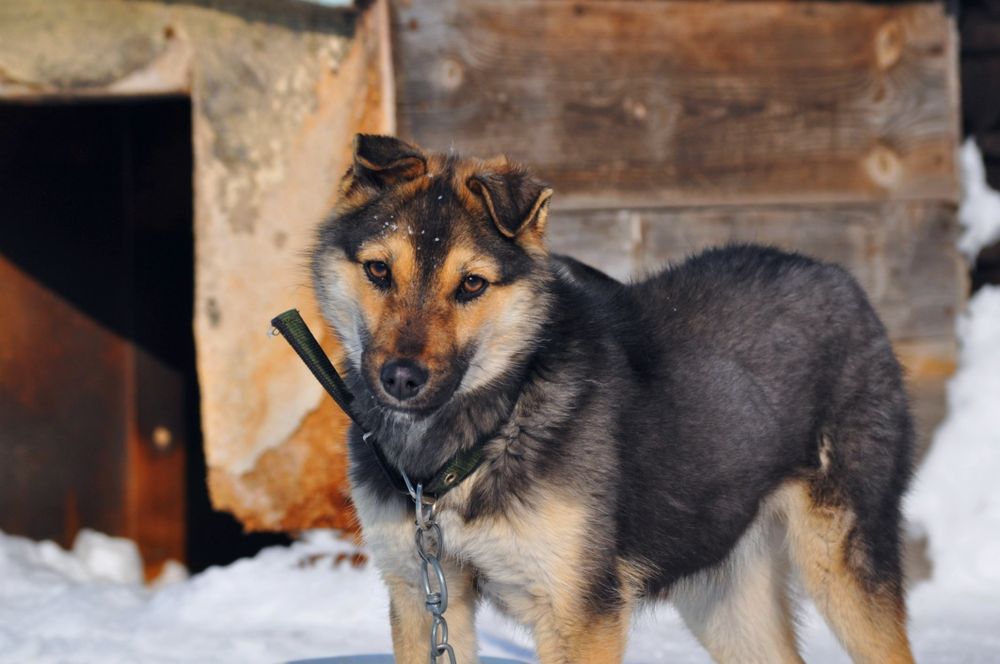 Зеркальный фотоаппарат Nikon D5000