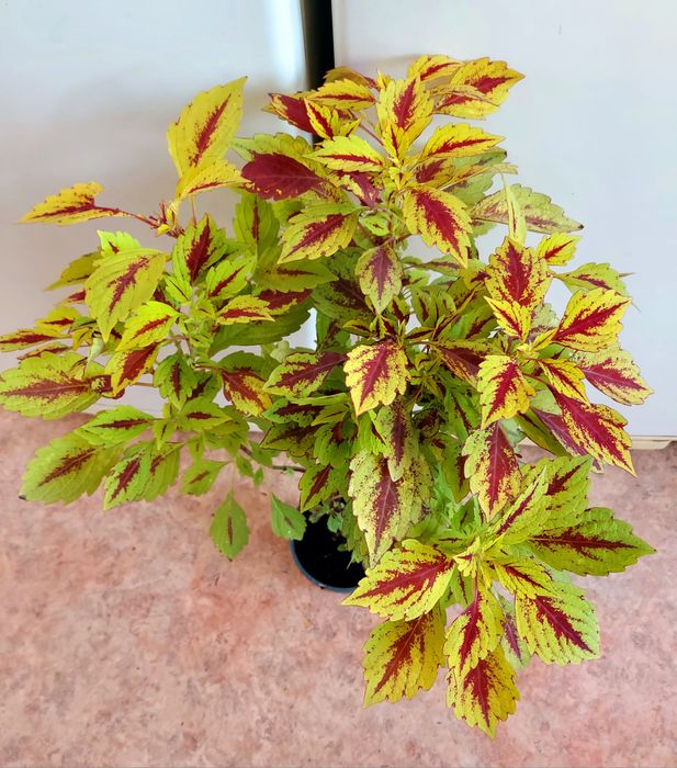 Домашние растения разные