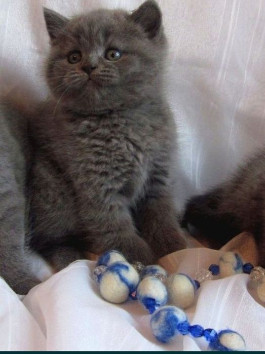 Британские котята