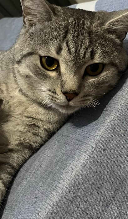 Отдам даром кота. Мальчик,