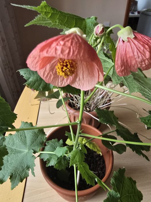 Продам комнатные цветы